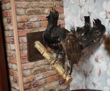 Taxidermy Capercaillie