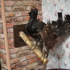 Taxidermy Capercaillie