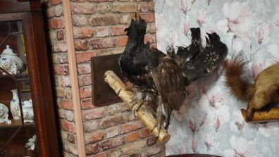 Taxidermy Capercaillie