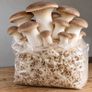 Mushroom Growing Kits and Live Mycelium Cultures Image 3