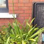 Agapanthus Image 3