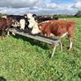 Weanlings Image 4