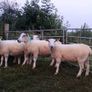 Organic hoggets Image 3