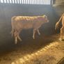 2 breeding  heifers Image 6