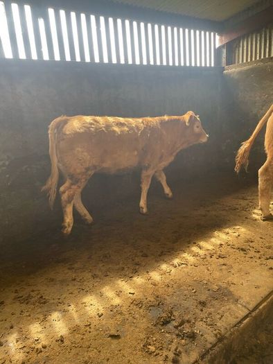 2 breeding  heifers