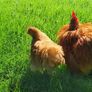 Buff Pekin rosters Image 2