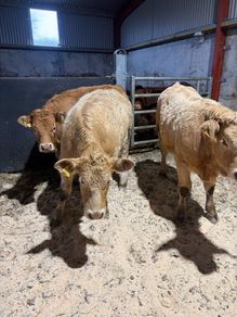 Beef heifers