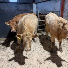 Beef heifers