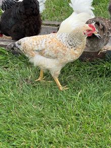 Cream legbar rooster