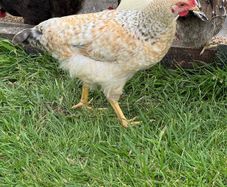 Cream legbar rooster