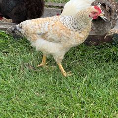 Cream legbar rooster