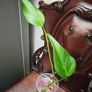 Monstera Burle Marx Flame rooting Image 7