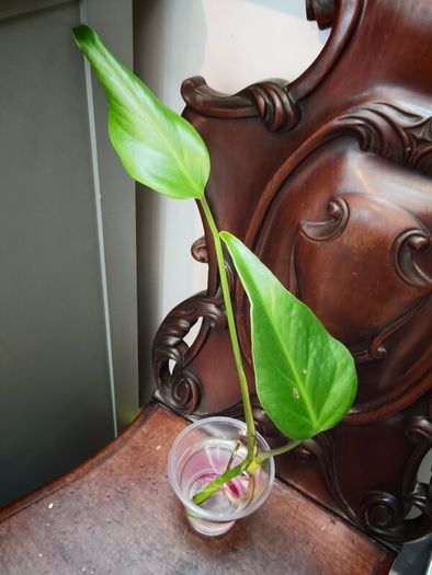 Monstera Burle Marx Flame rooting
