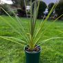 Irish Palm Image 7