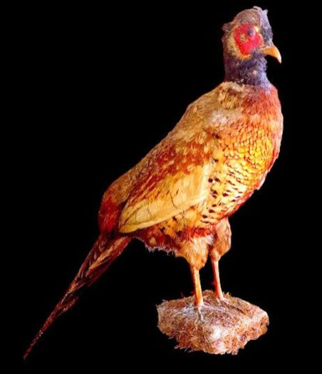Vintage Taxidermy Pheasant Mount