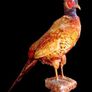 Vintage Taxidermy Pheasant Mount Image 3