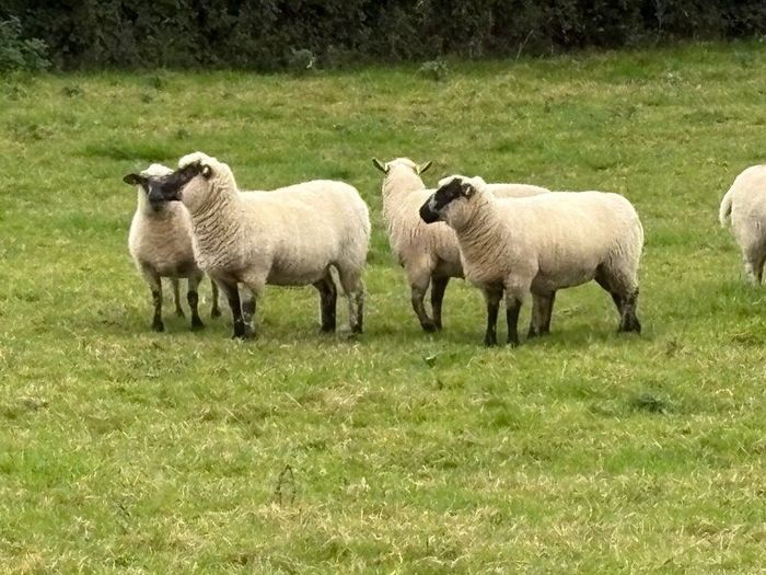 Hoggets