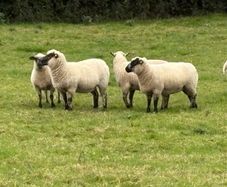 Hoggets
