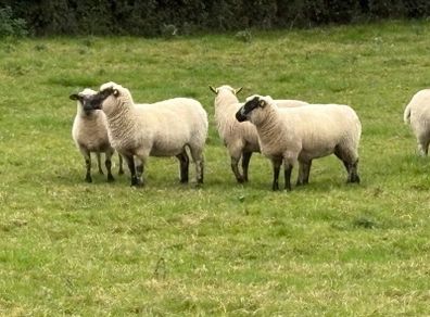 Hoggets