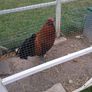 Rooster Image 2