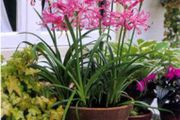 plants