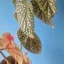 begonia Image 2
