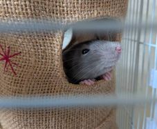 Rat cage and 2 cute rats