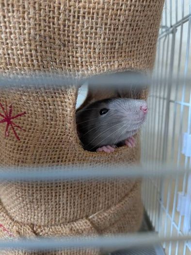 Rat cage and 2 cute rats