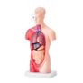 Human Body Model15 Parts 11 inch, Human Torso Anatomy Model Anatomical Skeleton Model with Removable Organs, Educational Teaching Tool for Students Science Learning School Education Display Image 5