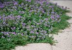 Creeping Thyme XL seeds packet