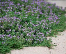 Creeping Thyme XL seeds packet