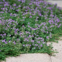 Creeping Thyme XL seeds packet