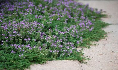 Creeping Thyme seeds
