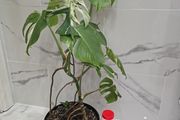 Monstera Albo Variegated - house plant - indoor plant