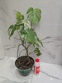 Monstera Albo Variegated - house plant - indoor plant