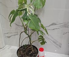 Monstera Albo Variegated - house plant - indoor plant
