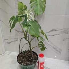 Monstera Albo Variegated - house plant - indoor plant