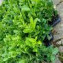 Laurel Hedging Image 8