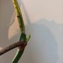 No.79 Monstera Albo Fresh cutting Image 4