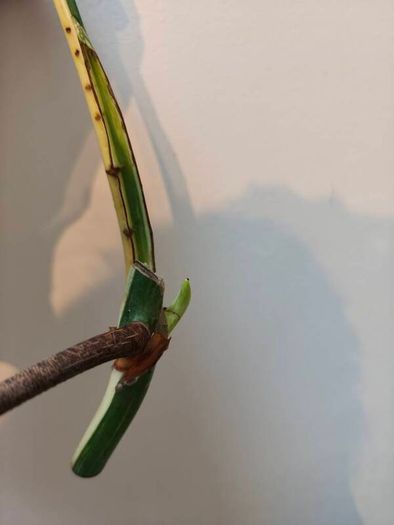 No.79 Monstera Albo Fresh cutting