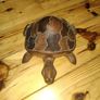 hand crafted wooden turtle Image 4