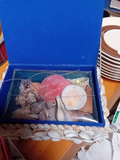 Natural Shell jewellery  box display case