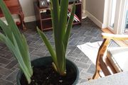 Bearded Iris plant.