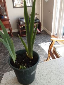 Bearded Iris plant.