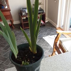 Bearded Iris plant.