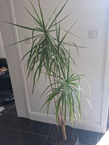 Dragon Tree