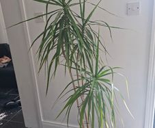 Dragon Tree