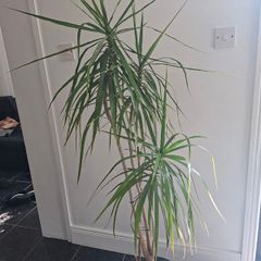 Dragon Tree