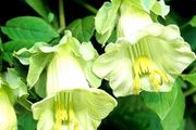 (B) Cathedral Bells seeds (5seeds) (412037)