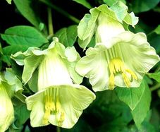 (B) Cathedral Bells seeds (5seeds) (412037)